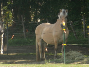 8-24 14 Chickley River Stables 044