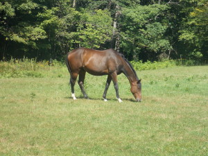 8-24 14 Chickley River Stables 261