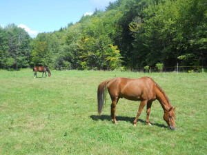 8-26 14 Chickley River Stables 002